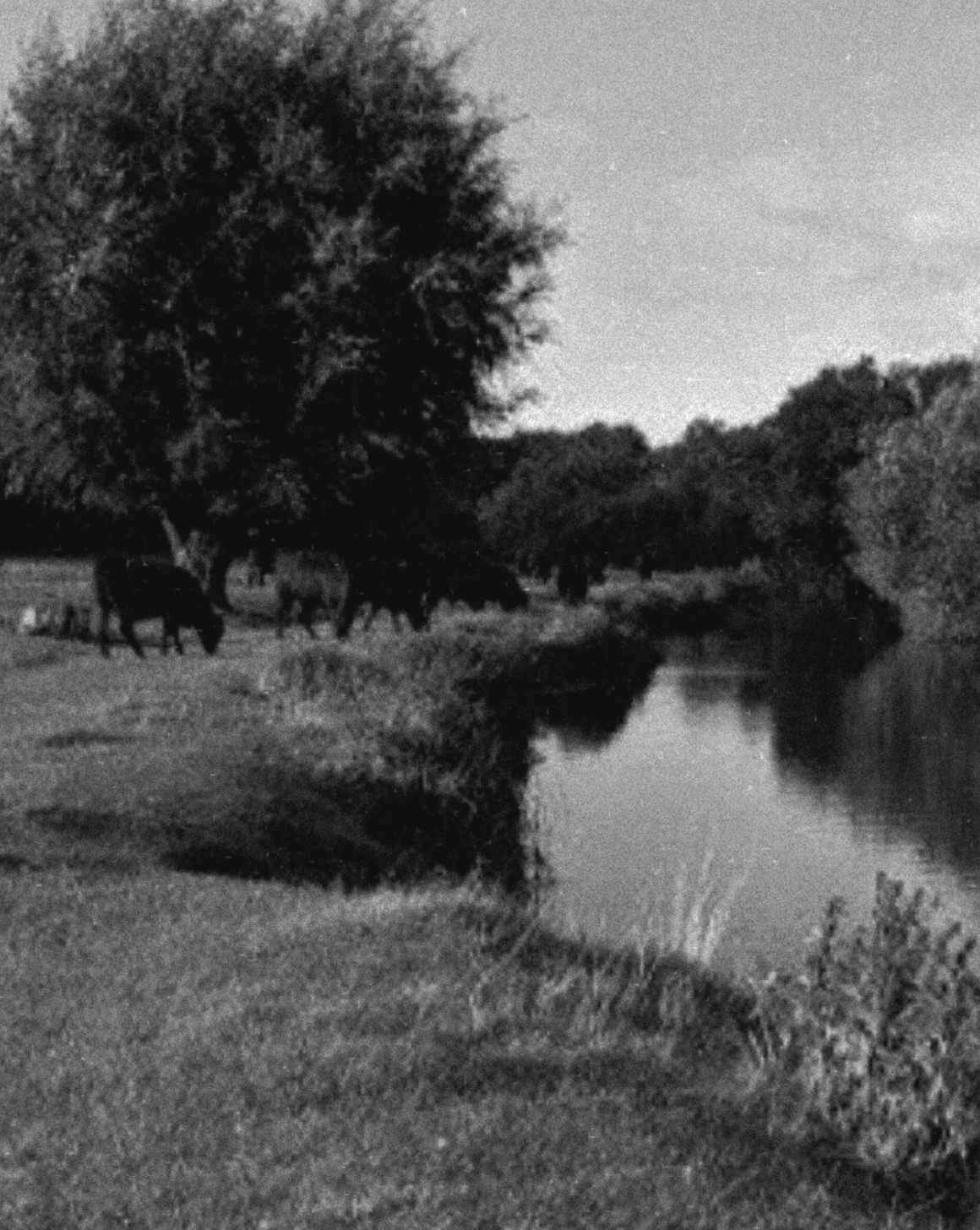 Grantchester Meadows